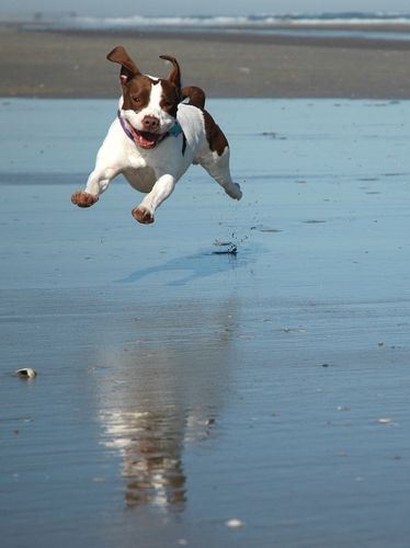 Safety Tips for Taking Your Dog to the Beach by Nikki Smith and Erin Selby