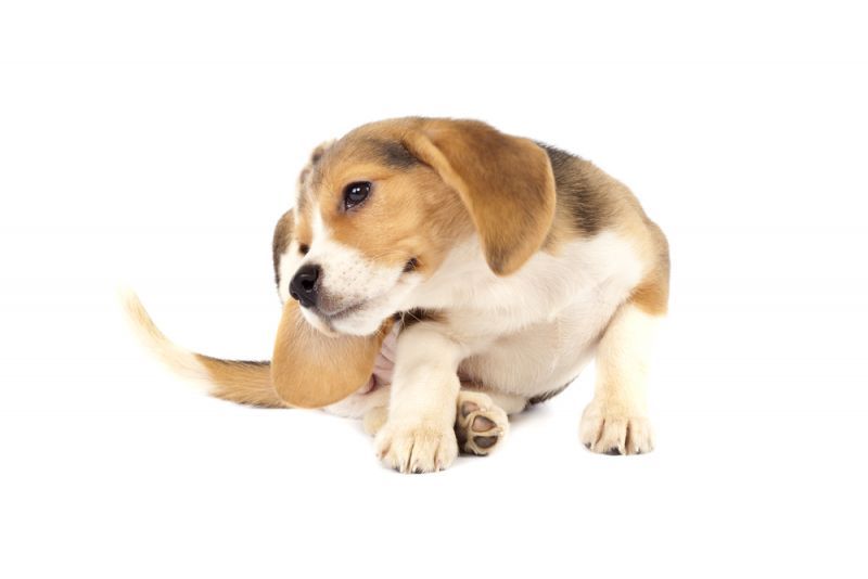 Ask the Vet: Itchy Pets & Allergies by Stefanie Wong, DVM