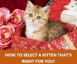 How to Select a Kitten That's Right for You