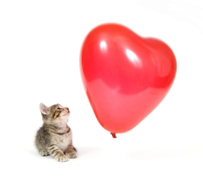 Ask the Vet: Feline Heart Disease by Kristel Weaver, MPVM, DVM