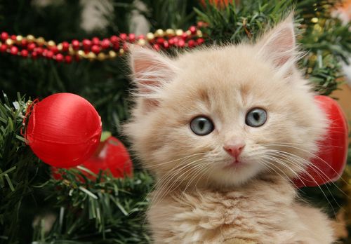 Holiday Gift Guide: Staff Recommendations for the Pet Care Depot