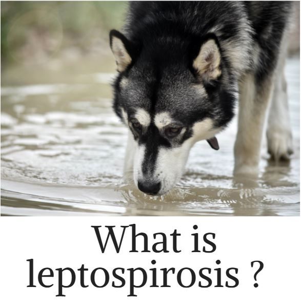 What is Leptospirosis?