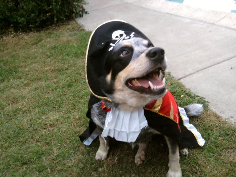 Halloween Pet Safety Tips