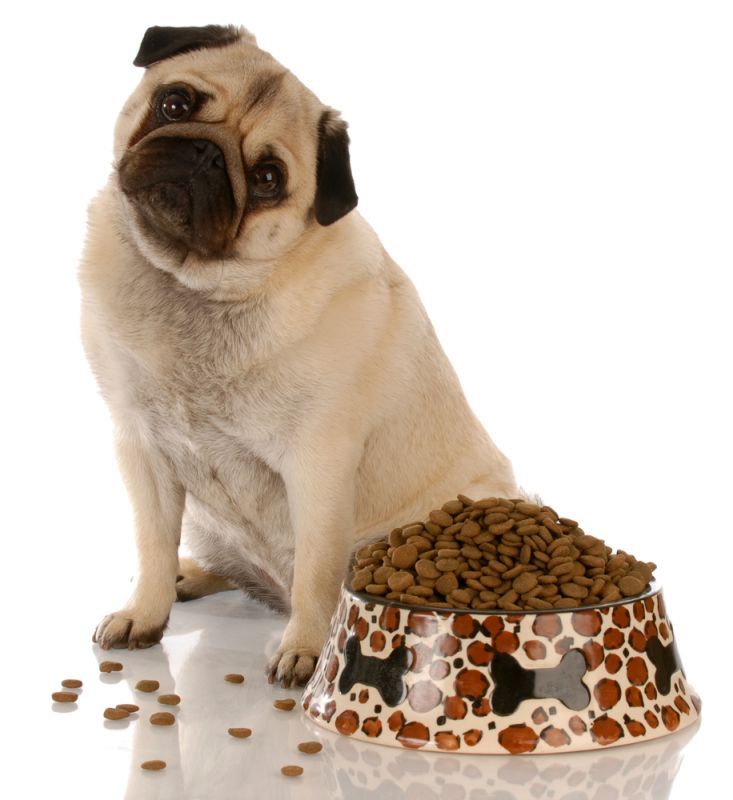Ten New Year’s Resolutions to make for your pet by Stefanie Wong, DVM