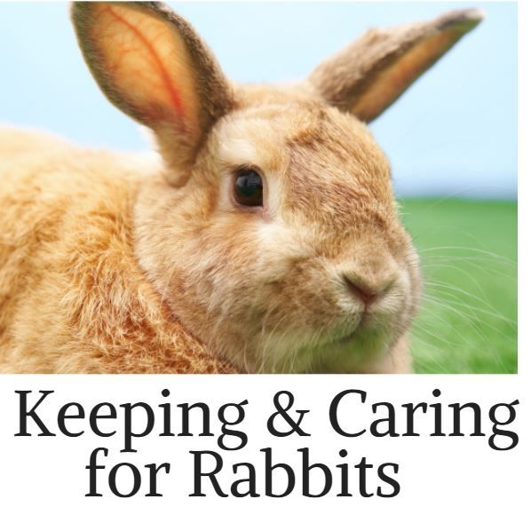 Thinking About Getting a Pet Rabbit?