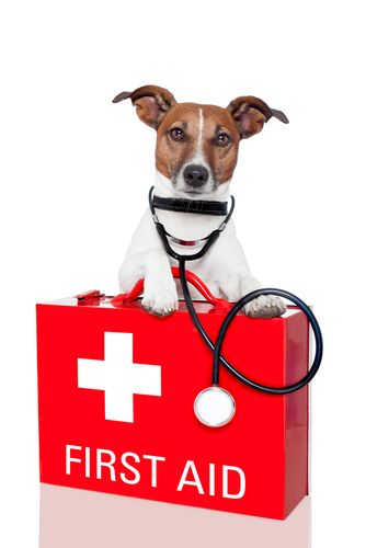 Ask the Vet: Pet First Aid by Kristel Weaver, DVM, MPVM