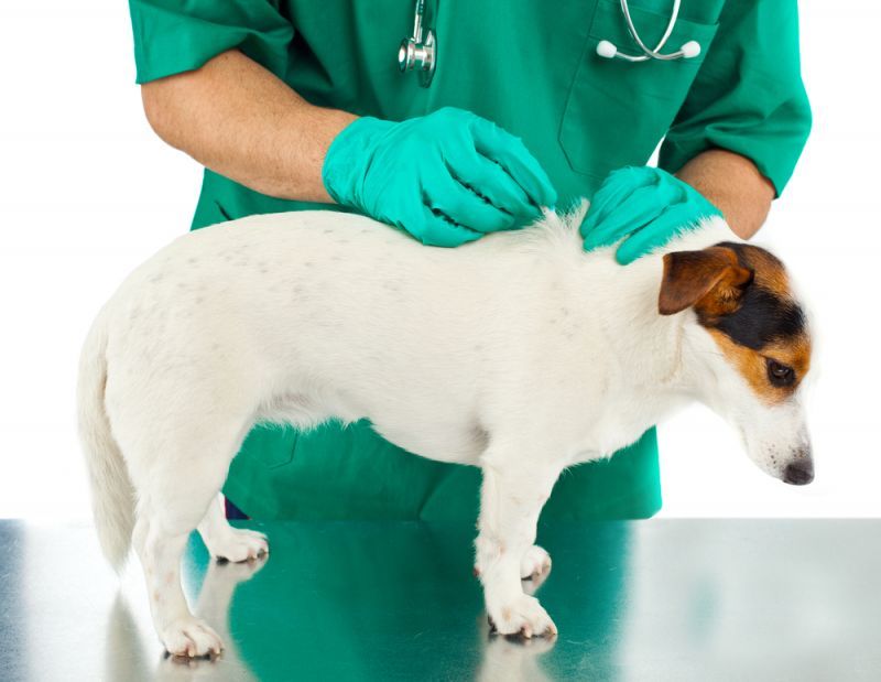 A New Year & Preventive Health: Dog & Cat Vaccine 101 by Trevor Miller, DVM