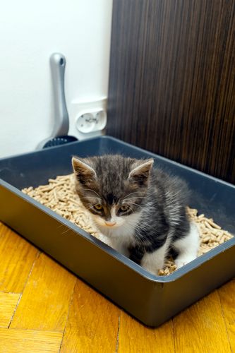 Ask the Vet: Why is My Cat Starining to Urinate? By Stefanie Wong, DVM