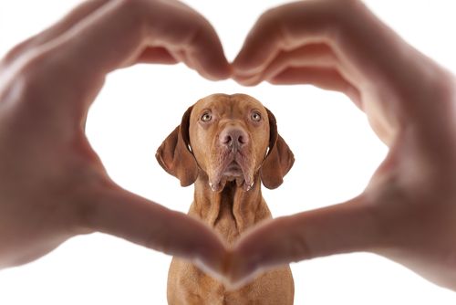 Ask the Vet – Canine Heart Disease by Kristel Weaver, DVM, MPVM