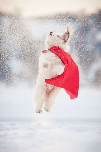 New Year's Eve Pet Safety Tips