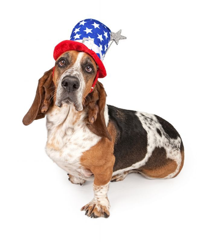 Fourth of July Pet Safety Tips
