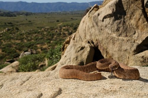 Ask the Vet: Rattlesnakes by Kristel Weaver, DVM, MPVM