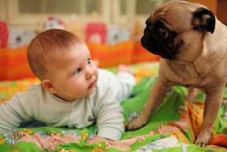 Ask the Vet: Pets, Babies and Toddlers by Kristel Weaver DVM, MPVM