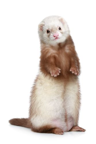 Fun Facts, Features, and Figures of Ferrets! by Megan Armor, DVM