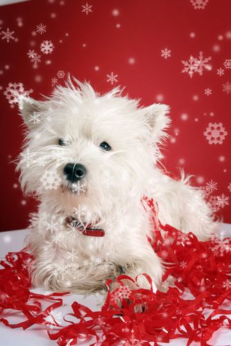 Winter Holiday Pet Safety Tips by Kristel Weaver, DVM, MPVM