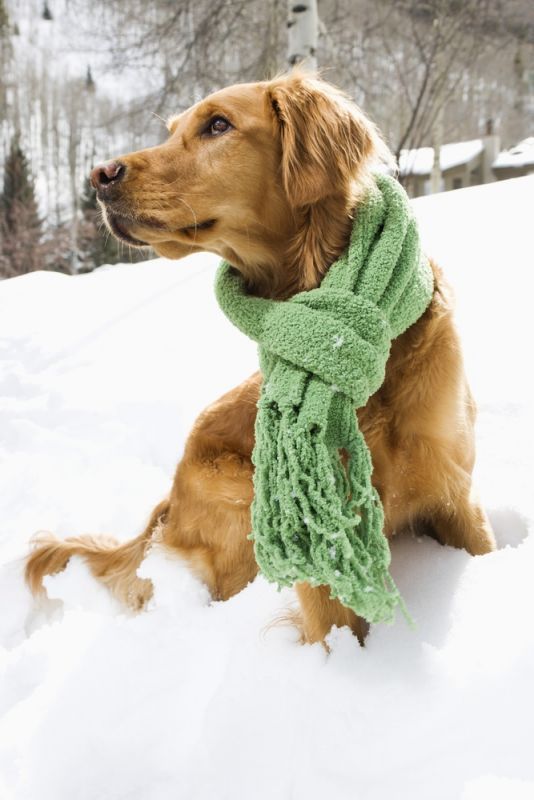 Ask the Vet: Top 5 Cold Weather Pet Safety Tips by Stefanie Wong, DVM