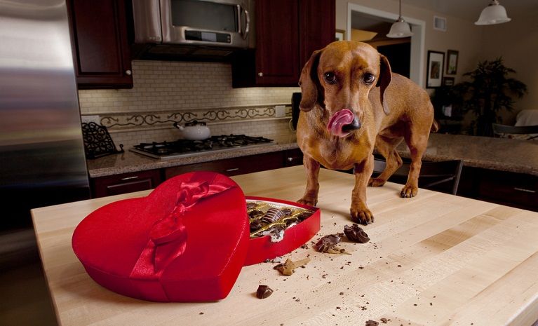 Dog's are sweet enough - Chocolate and Xylitol Warning