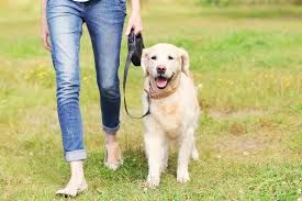 Training Tip : Walking Your Dog