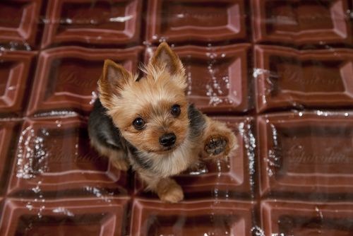 Dogs are Sweet Enough Already: The Dangers of Chocolate & Xylitol by Trevor Miller, DVM