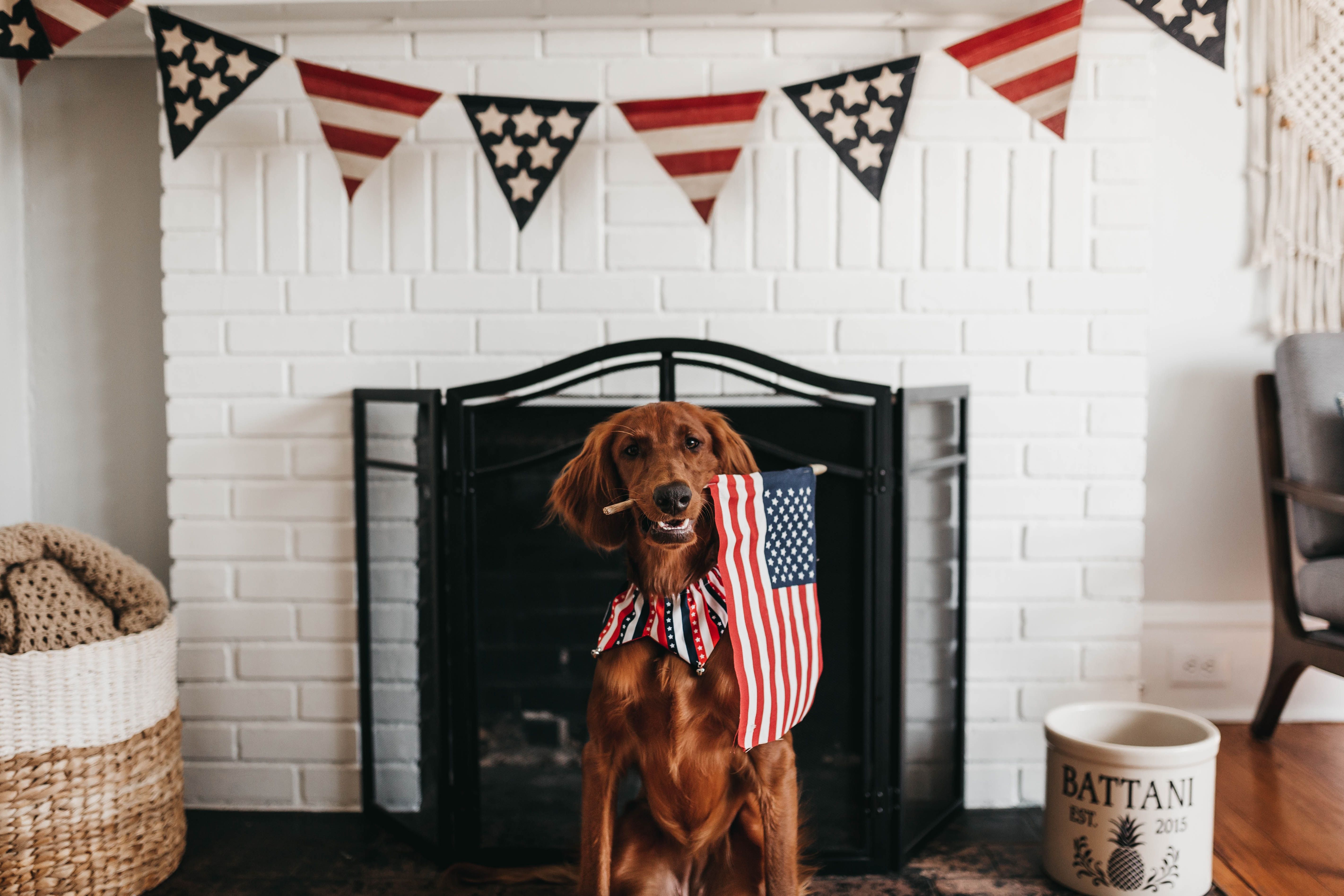 Ways to Protect Your Pet on the 4th of July