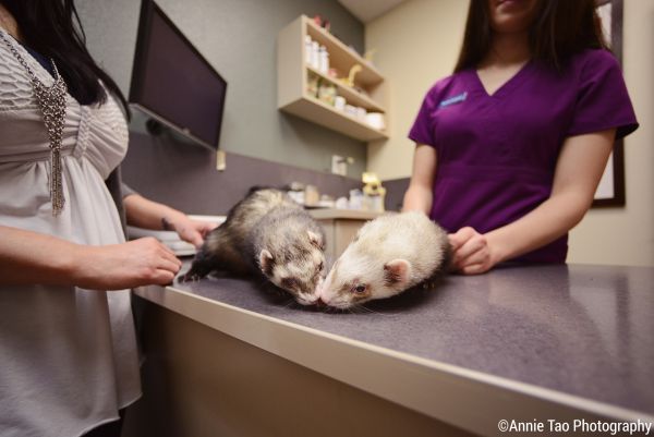 Ferrets