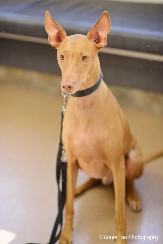 Ranch Veterinary Center & Urgent Care