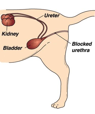 Cystitis and Lower Urinary Tract Disease