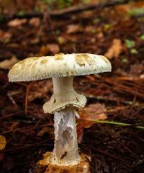 Mushroom Toxicity