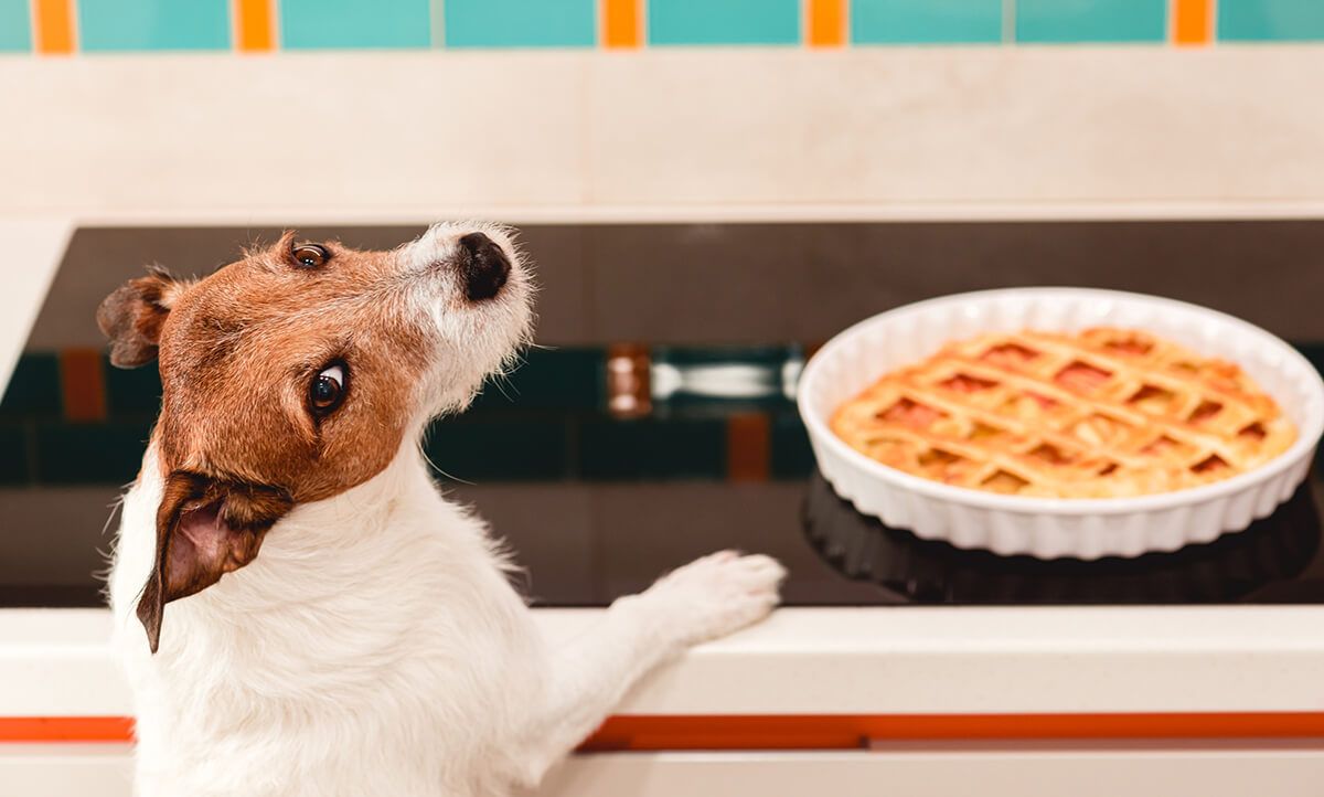 Dogs are sweet enough - Chocolate and Xylitol Warning