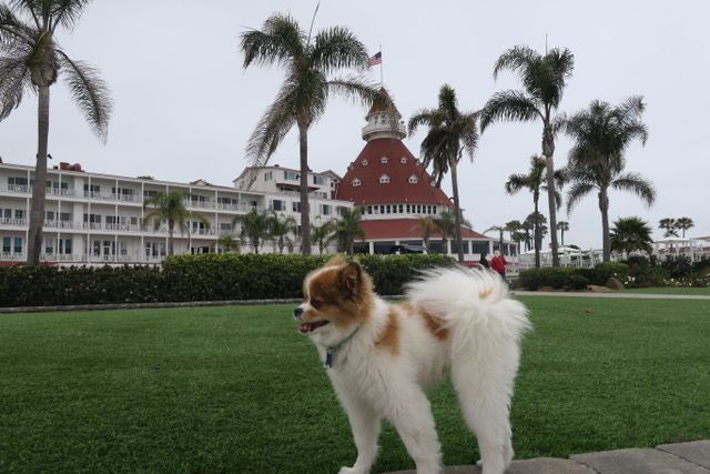 purple paws pet clinic