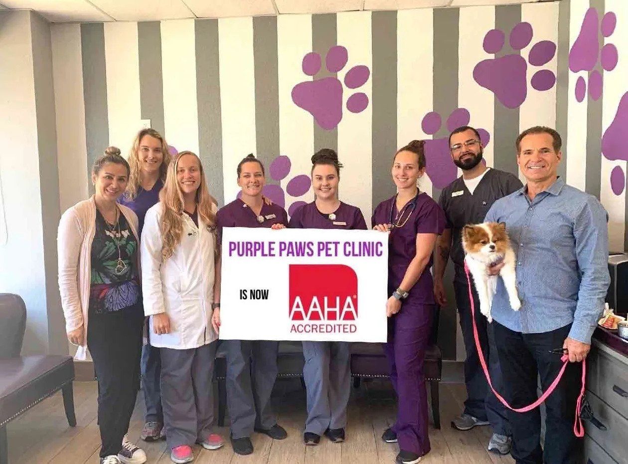purple paws pet clinic