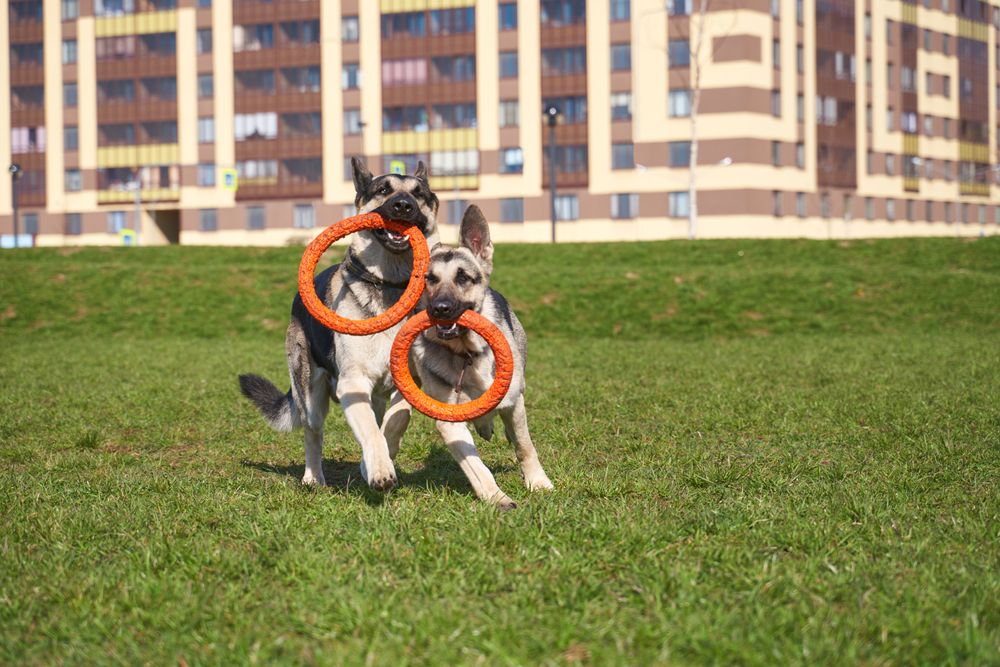 purple paws pet clinic