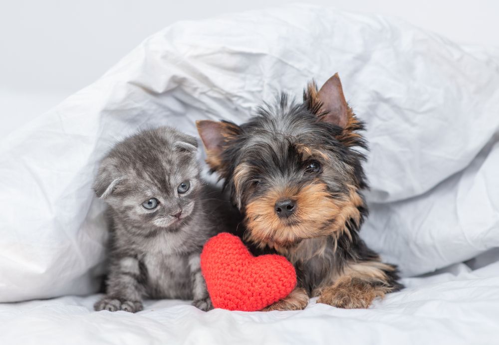 10 Reasons Why Pets Make the Perfect Date on Valentine's Day!