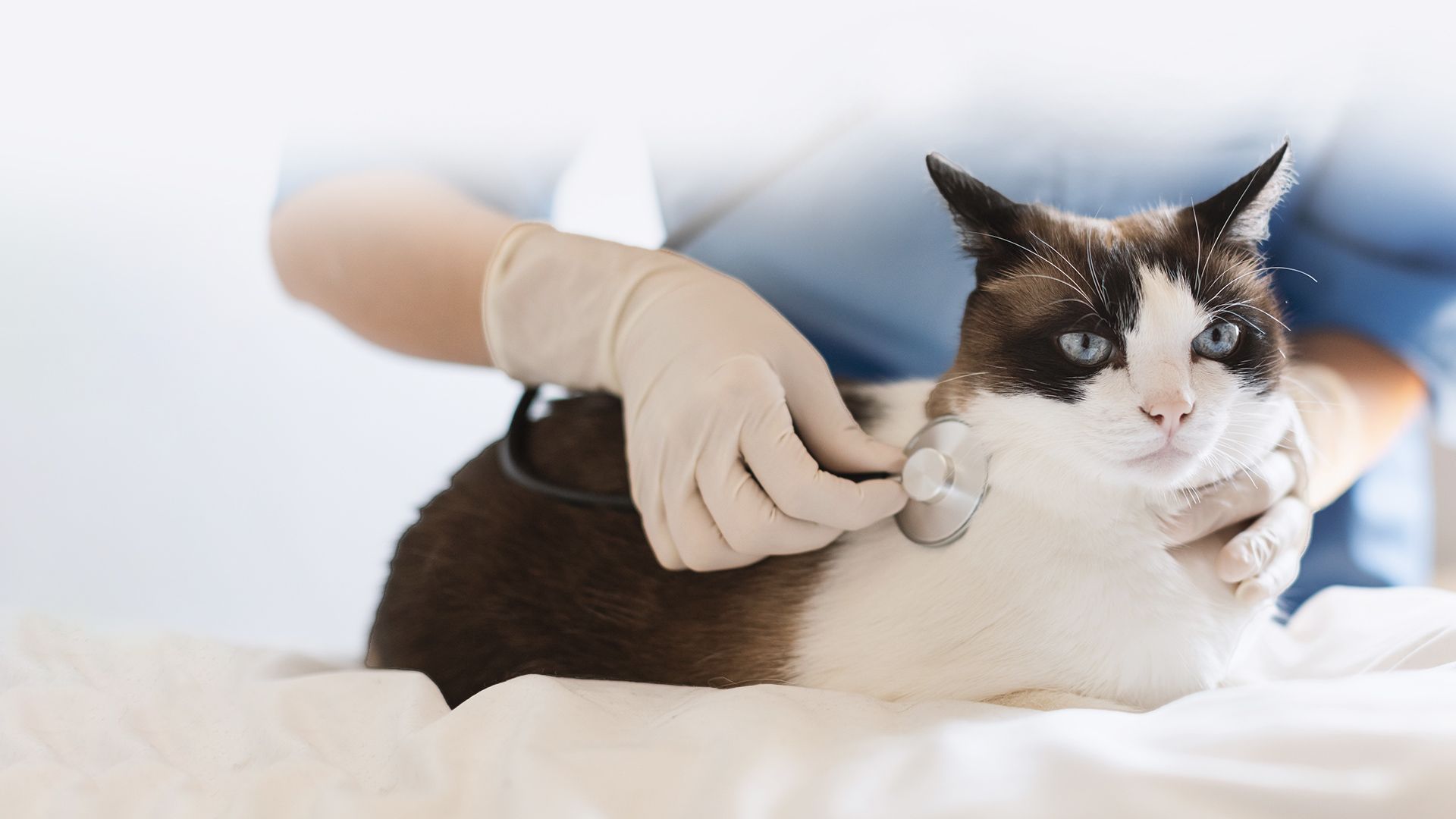 Veterinary Care