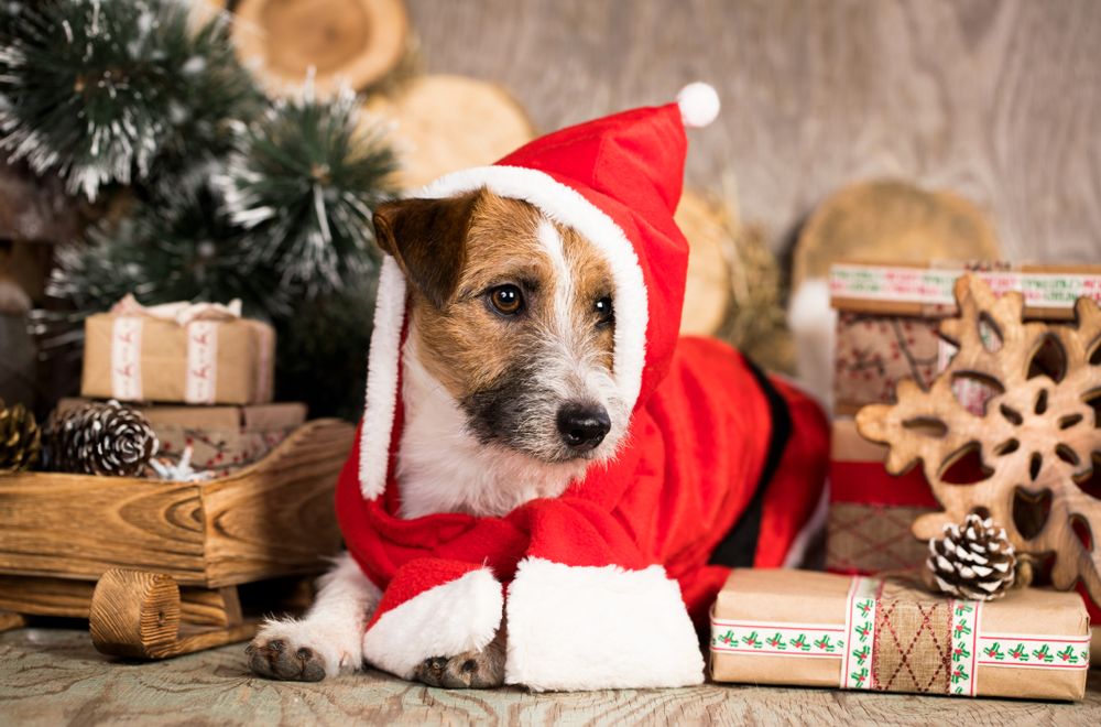 Protecting Your Pets: Poinsettia Toxicity in Dogs and Cats