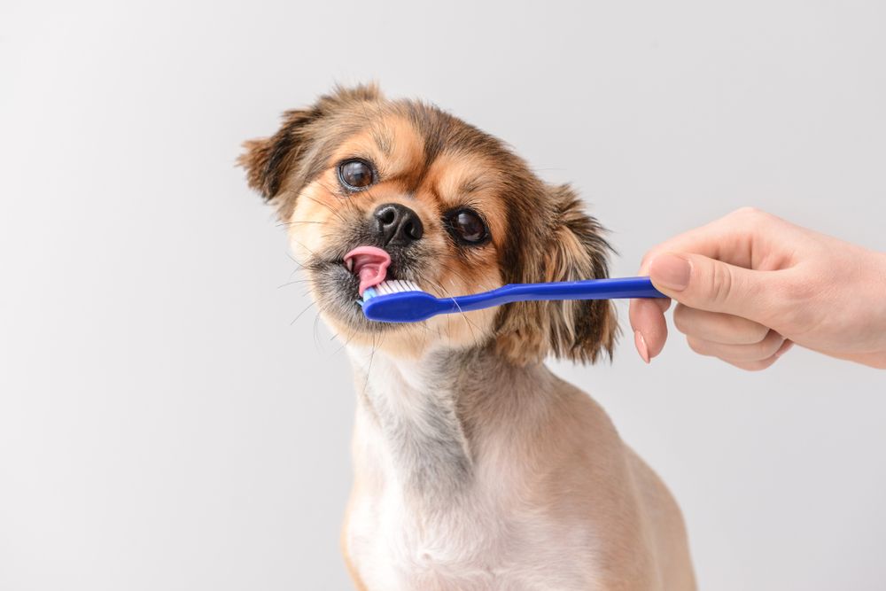 pet Dental Care