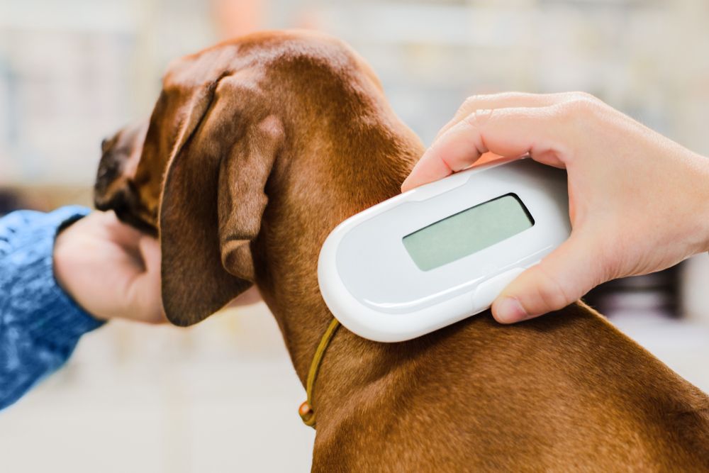 pet microchipping