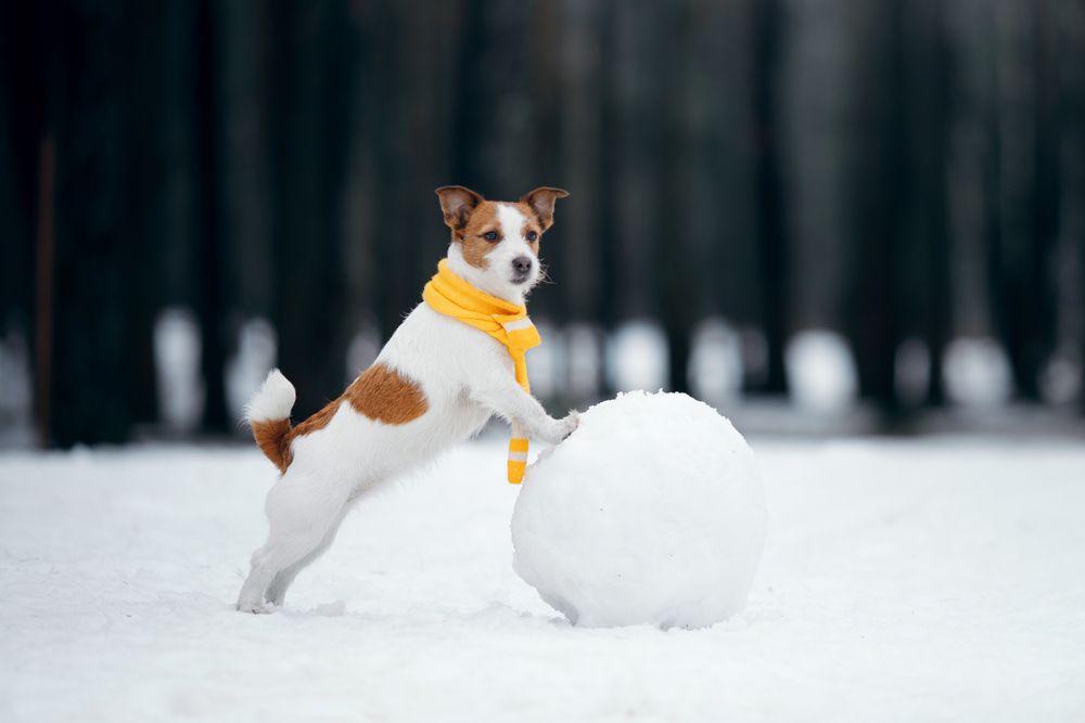What to do with your dog on a snow day!!