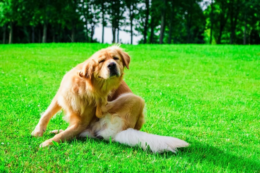 Is your dog itching more as the season's change from Winter to Spring?