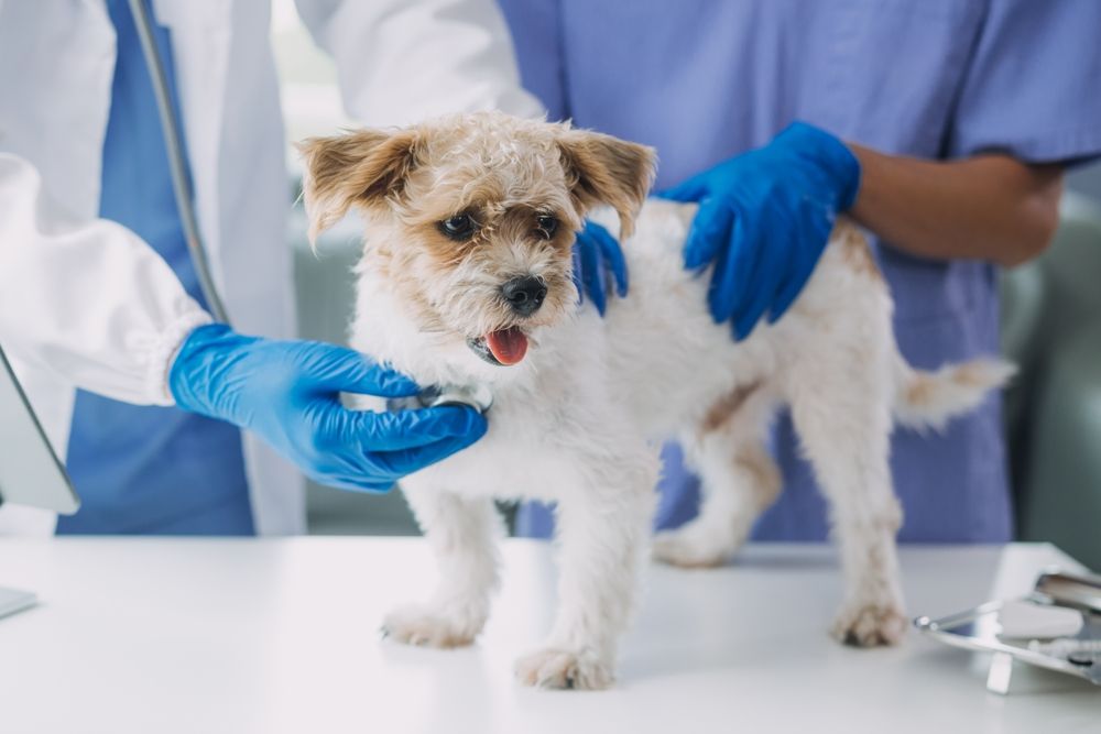 pet Wellness Exams