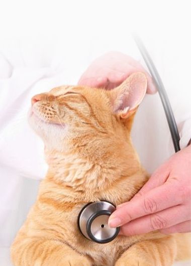 Veterinarian Corpus Christi TX | Animal Hospital of Padre Island Veterinarian Corpus Christi TX | Animal Hospital of Padre Island