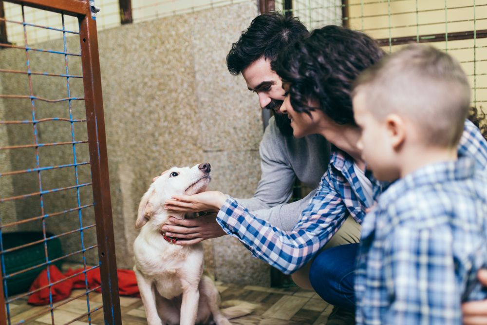 Tips for Preparing to Adopt a Rescue Pet