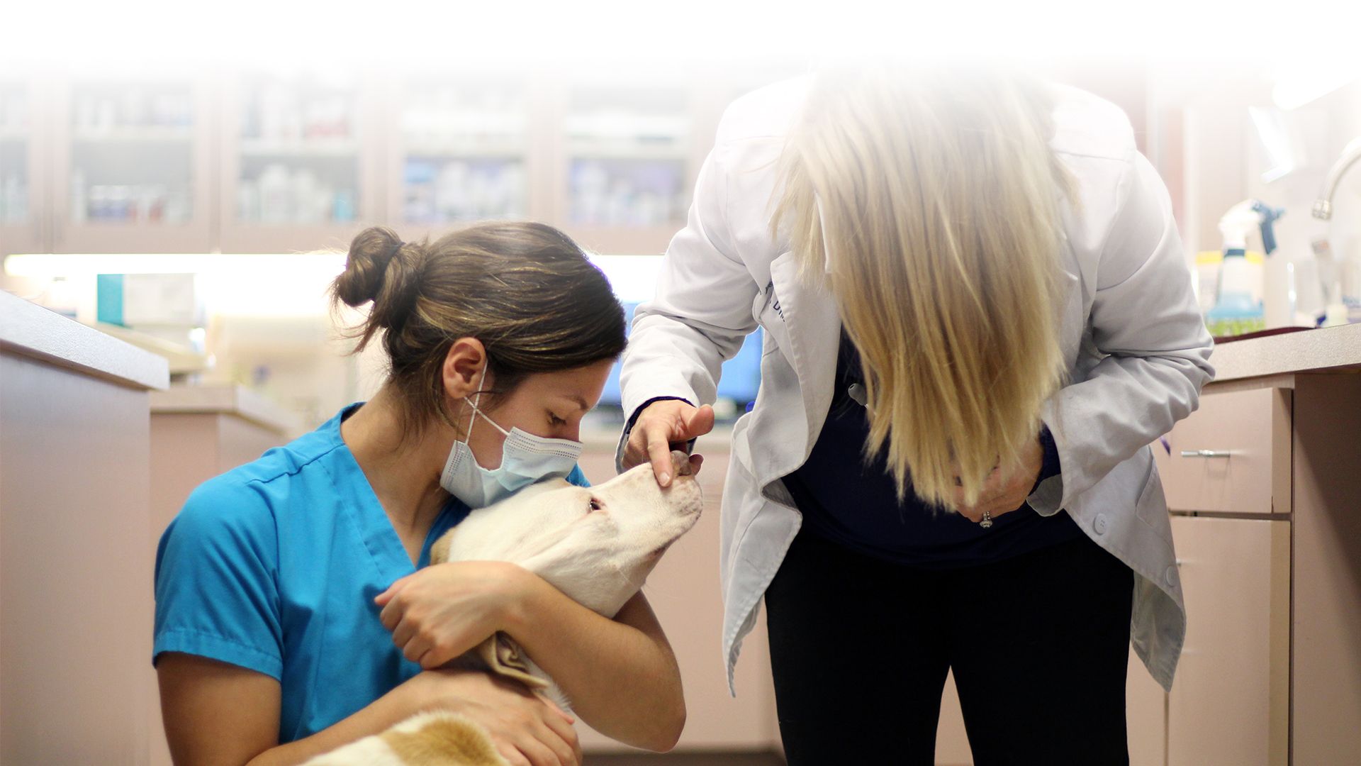 Veterinarian Corpus Christi TX Animal Hospital of Padre Island