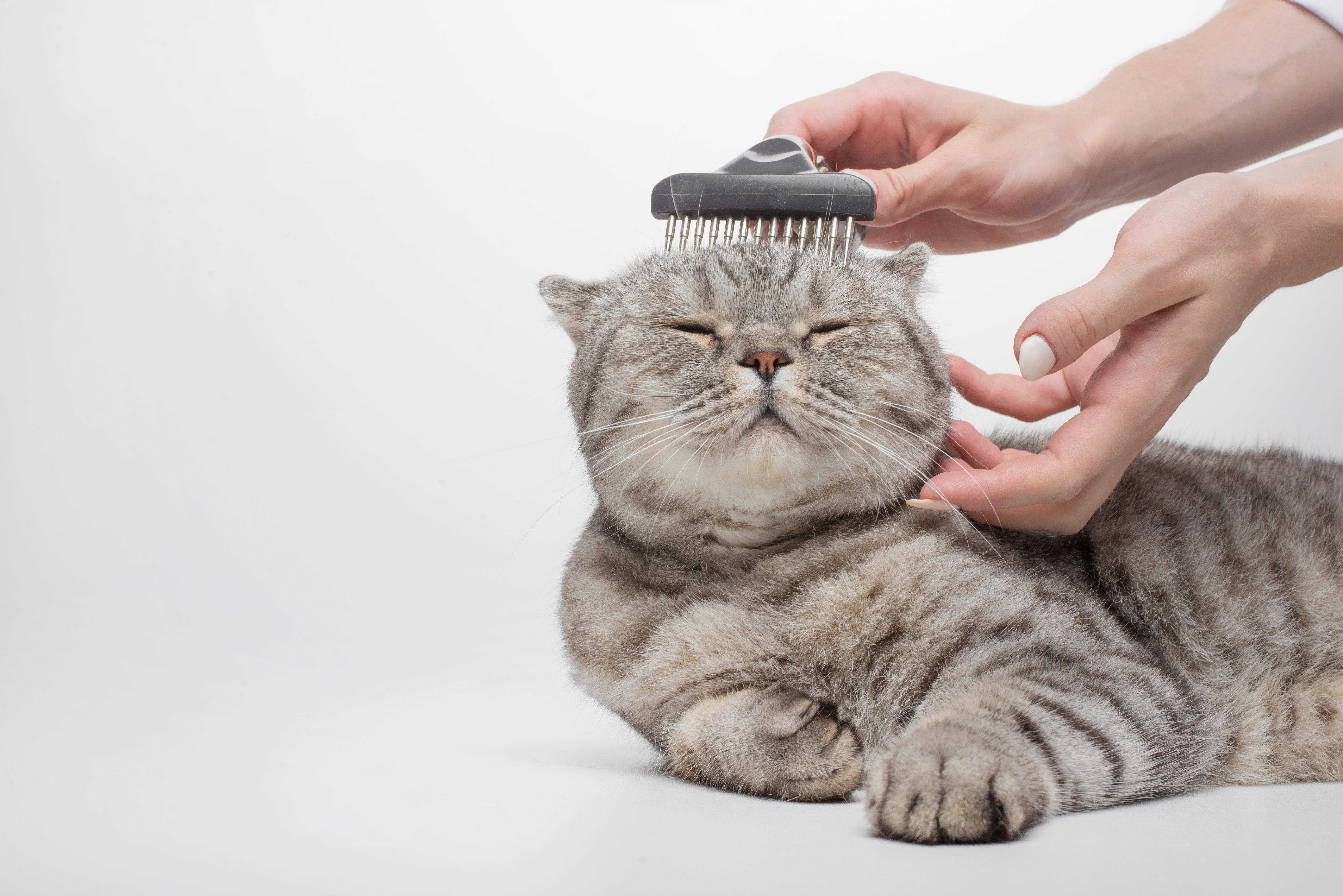 8 Reasons Grooming Is Essential for Pets