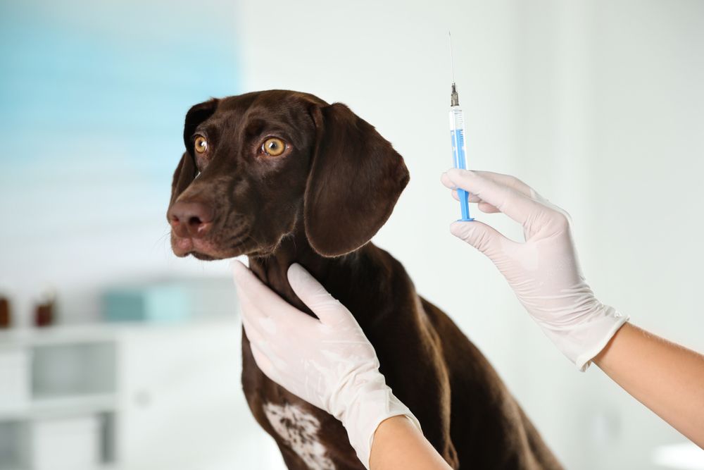 The Benefits and Safety of Multiple Vaccinations in a Single Vet Visit