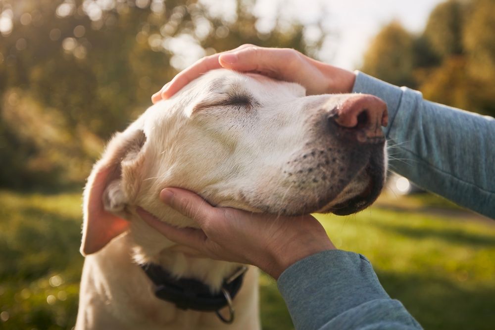 Pain Management in Senior Pets: Recognizing Discomfort and Seeking Veterinary Support