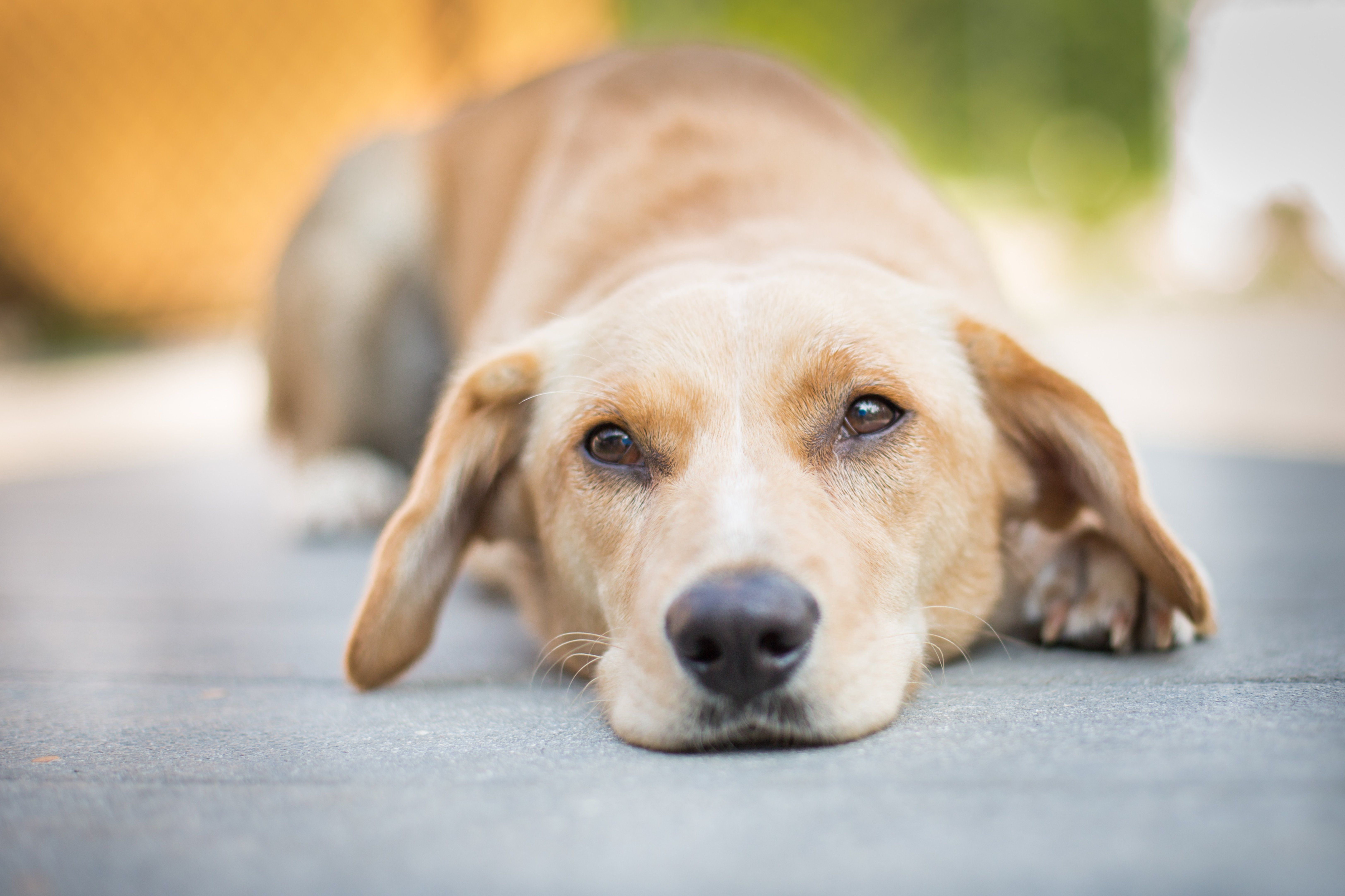 How Climate Can Affect the Risk of Heartworm in Pets