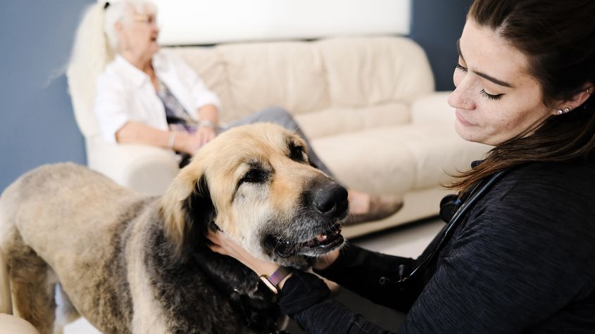 heart and harmony vet clinic columbus ohio heart and harmony vet clinic columbus ohio