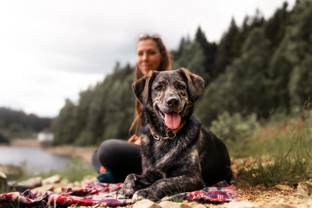 Preparing Your Dog for a Trip to Prescott National Forest