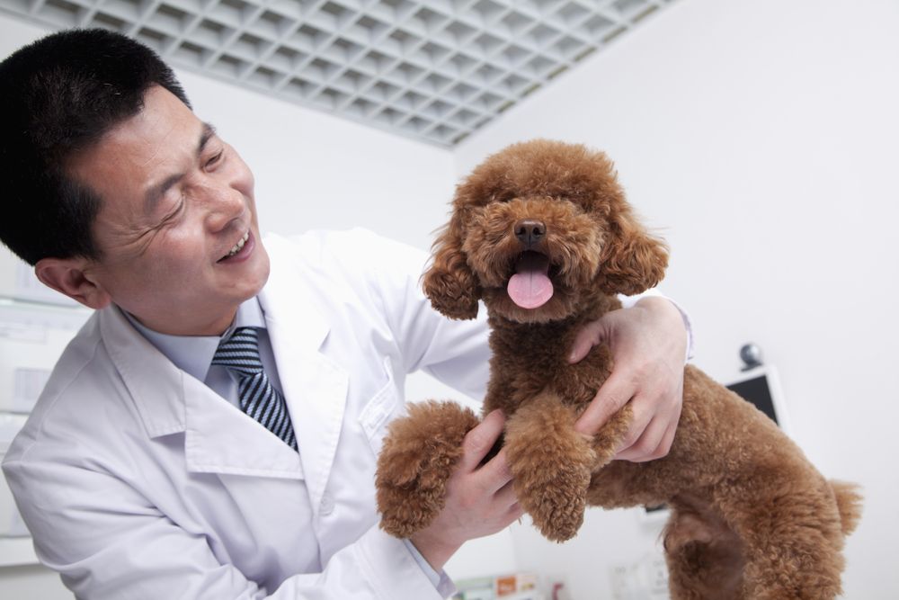 Choosing the Right Veterinarian for Your Pet's Wellness Exams in Prescott, Arizona